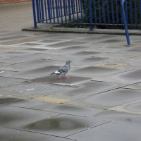 Feral Pigeon